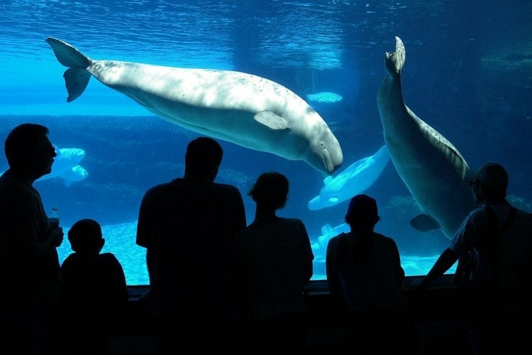 Marineland theme park is packed with animal shows

