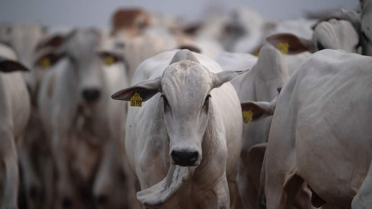 Meat and dairy products: report decries washing giants of Europe with green

