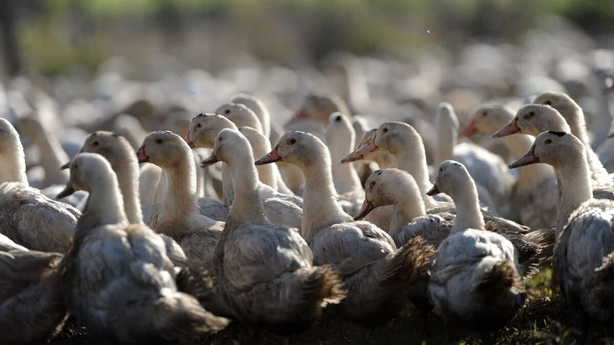 Unprecedented outbreak of bird flu in the UK

