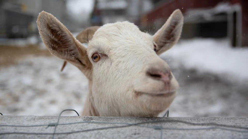Goats from Sagittier Farm.