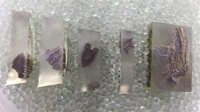 Cut bone clips in epoxy resin