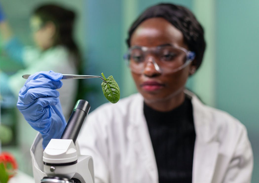 A botanist looking at a plant leaf in the laboratory 