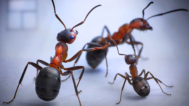 Health: Ants are 