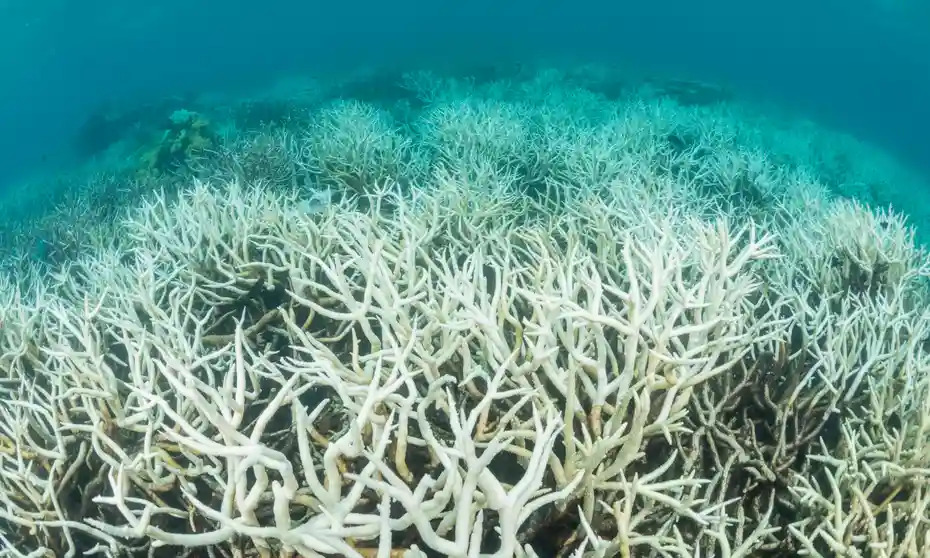 Sixth massive bleaching of the Great Barrier Reef

