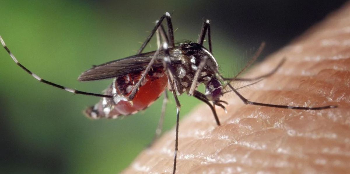 Tiger Mosquito: Enhanced surveillance from May 1 to November 30

