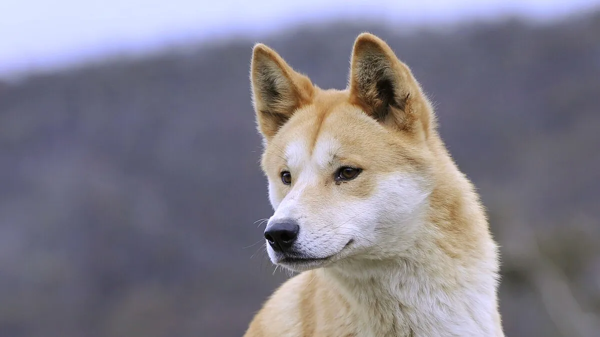 A study found that a dingo is between a dog and a wolf

