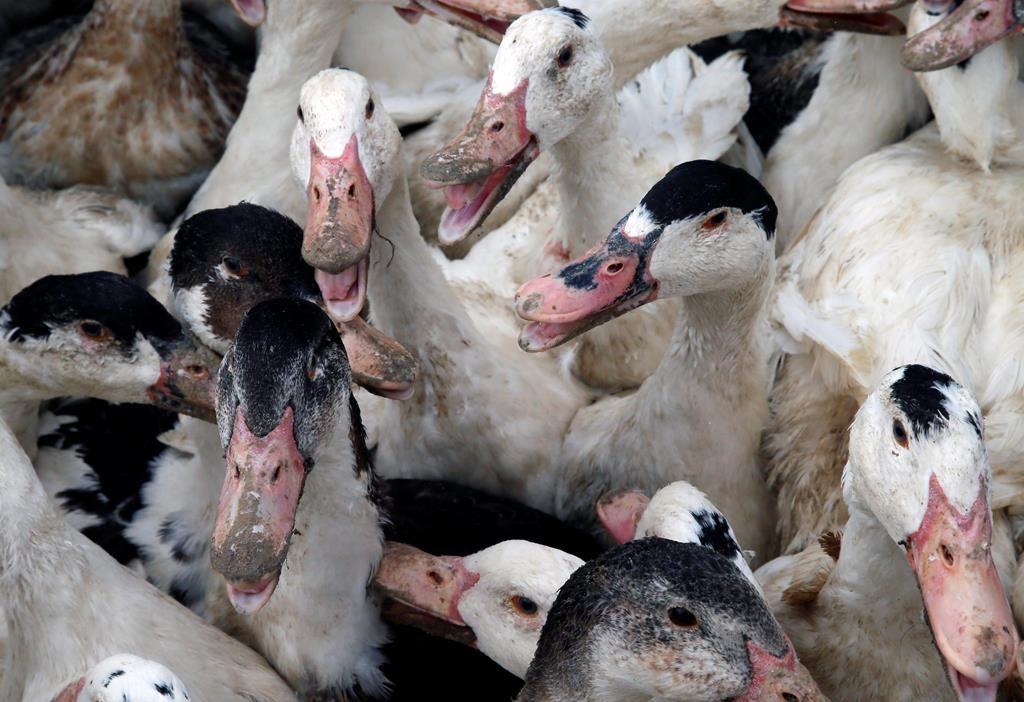 Estrie: un 5e cas de présence d’influenza aviaire, un 4e pour Canards du Lac Brome