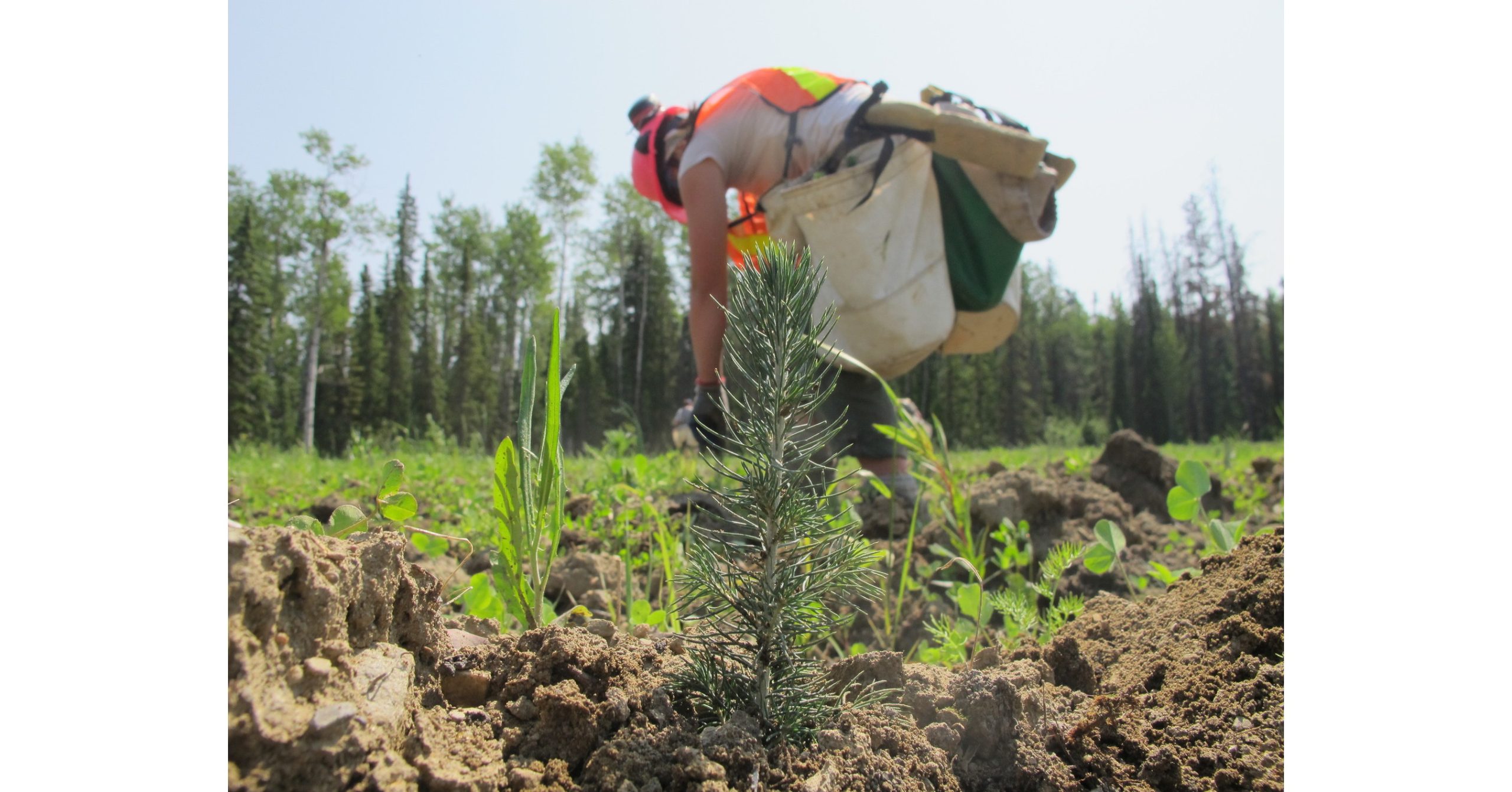 IKEA Canada partners with Project Forest to recreate landscapes in Alberta

