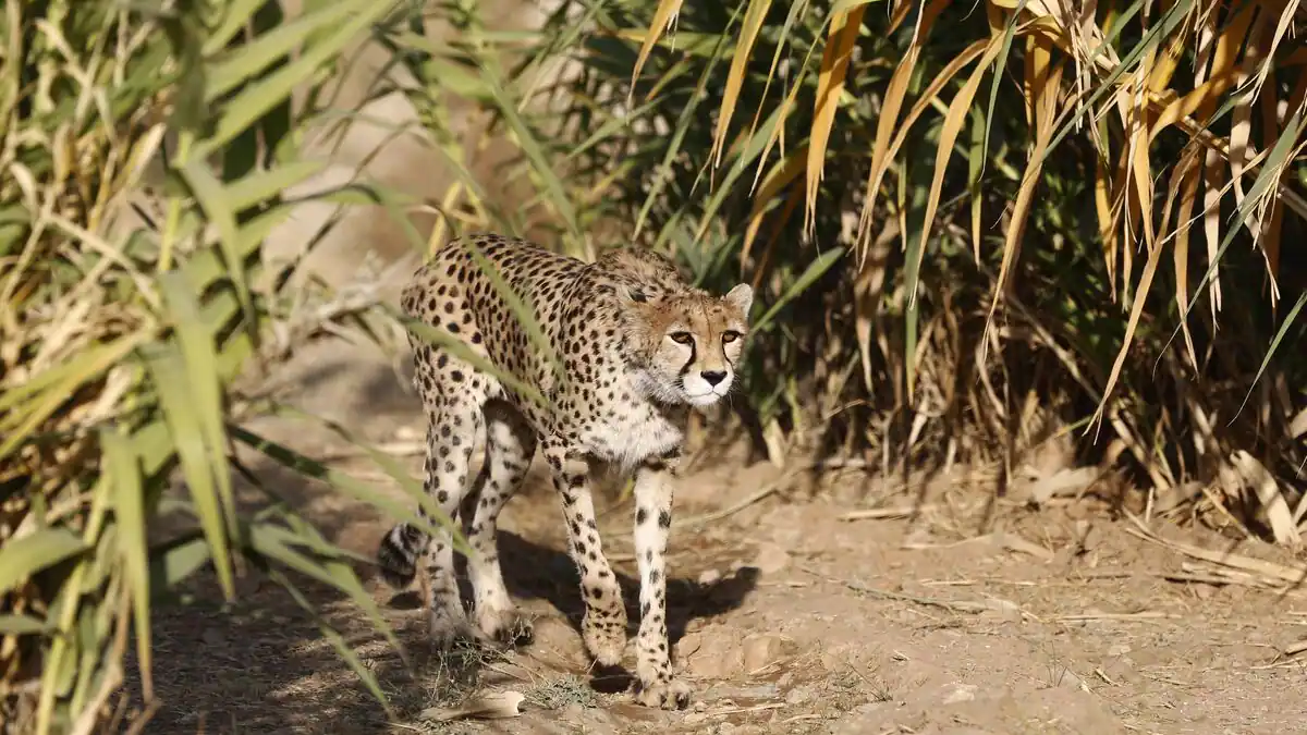A female cheetah gives birth to three cubs, which is a rare phenomenon

