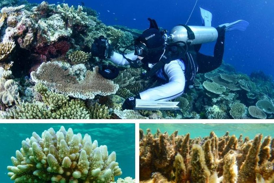 91% of the Great Barrier Reef suffered from bleaching

