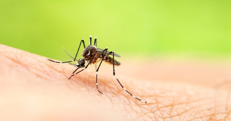 How to protect yourself from the invasion of tiger mosquitoes in France?

