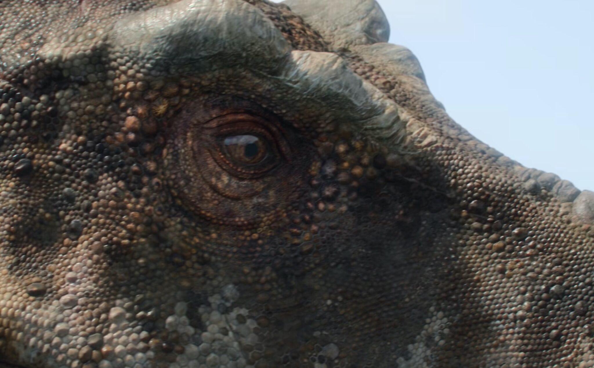 Like modern birds, T. rex and allosaurus were warm-blooded

