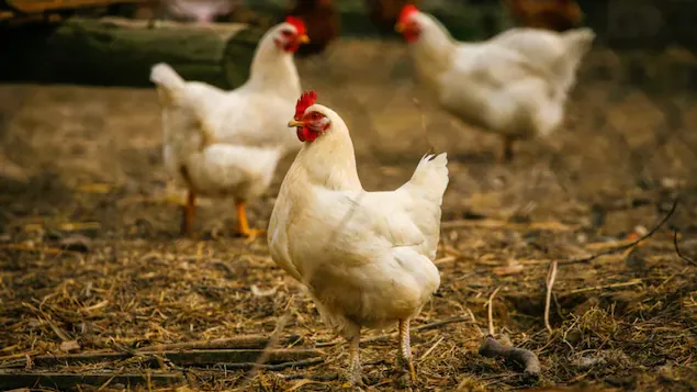 Two new outbreaks of avian influenza in British Columbia

