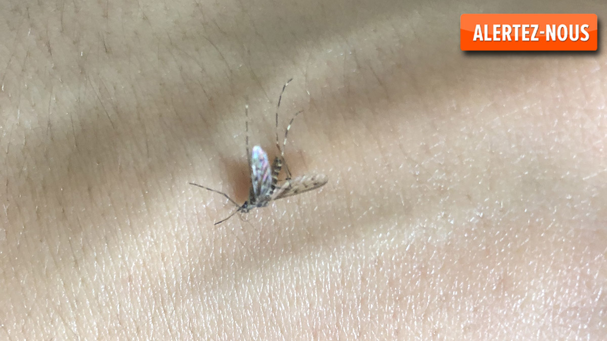 Aurore, who lives in Brussels, thinks she spotted a tiger mosquito: should you report it to the authorities?

