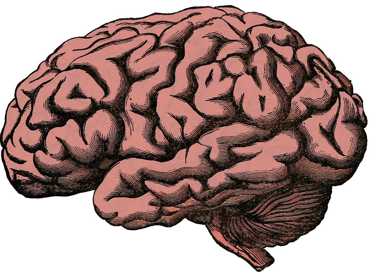📰 The cerebellum, a key brain area for socialization

