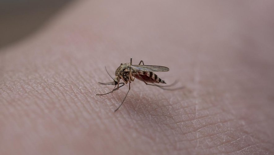 Mosquitoes: a defect in their genes, the scientific discovery that can prevent their reproduction

