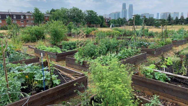 Ontario: urban farming is gaining ground

