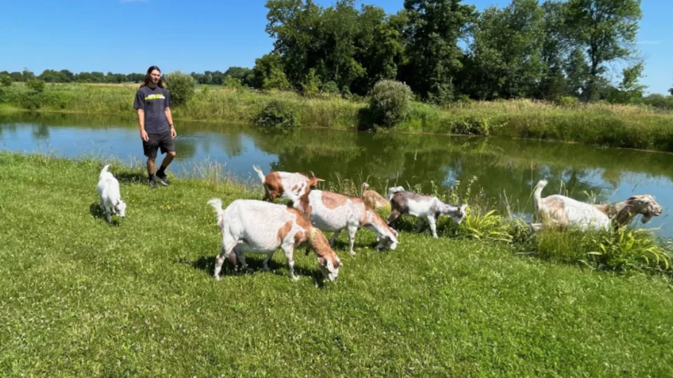 Adrian Hogendoorn walks along the banks of a lake, preceded by goats grazing in the grass.