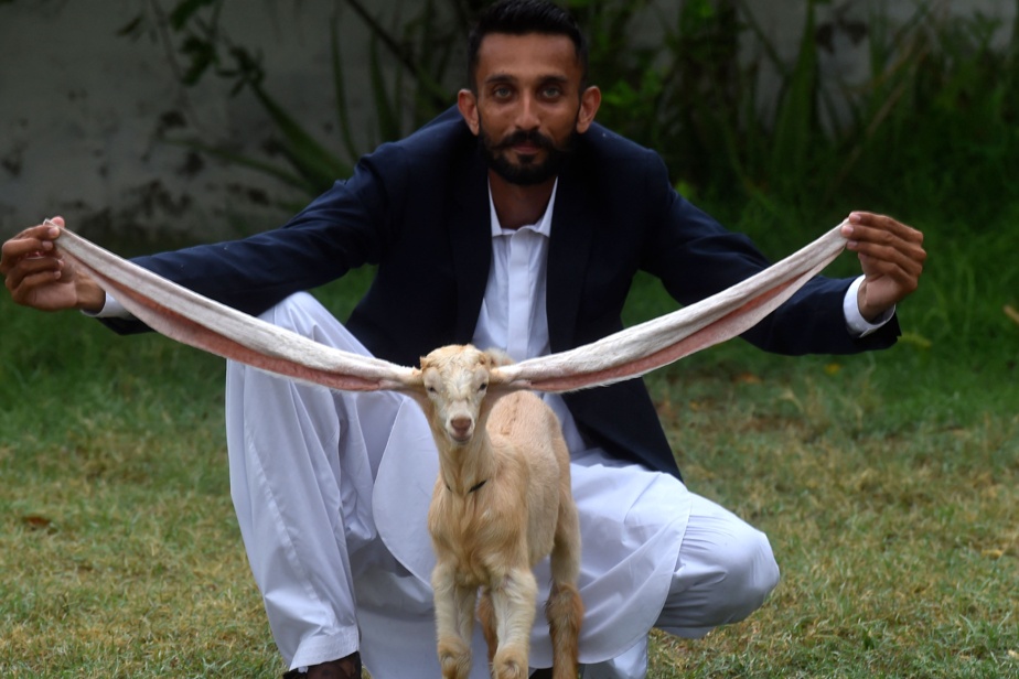  Pakistan |  Baby with extra long ears ignites social networks

