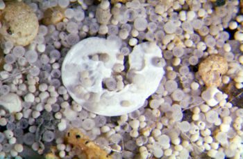 🔎 Foraminifera - Definition and Interpretations

