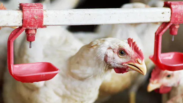 Poultry farmers in Alberta are hardest hit by bird flu

