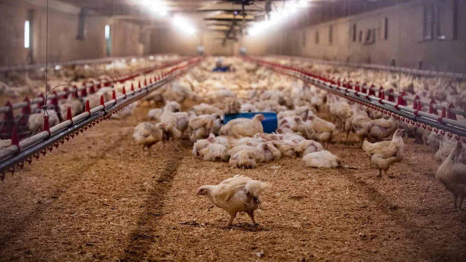 Poultry farmers in Alberta are hardest hit by bird flu