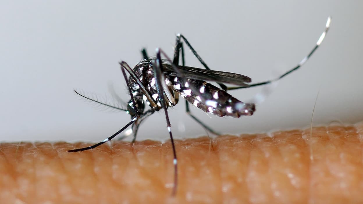 The number of dengue fever cases is on the rise

