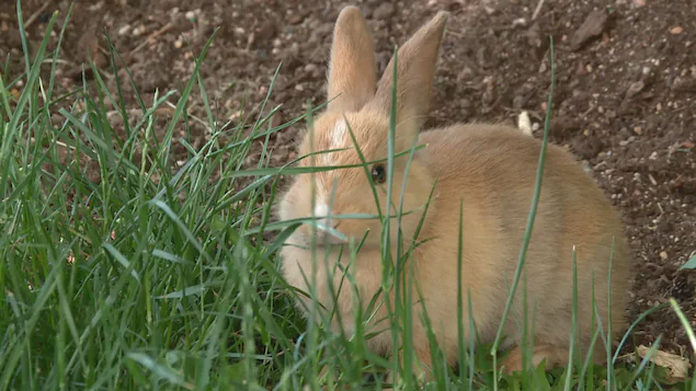 Les autorités surveillent l’évolution d’une maladie mortelle chez les lapins