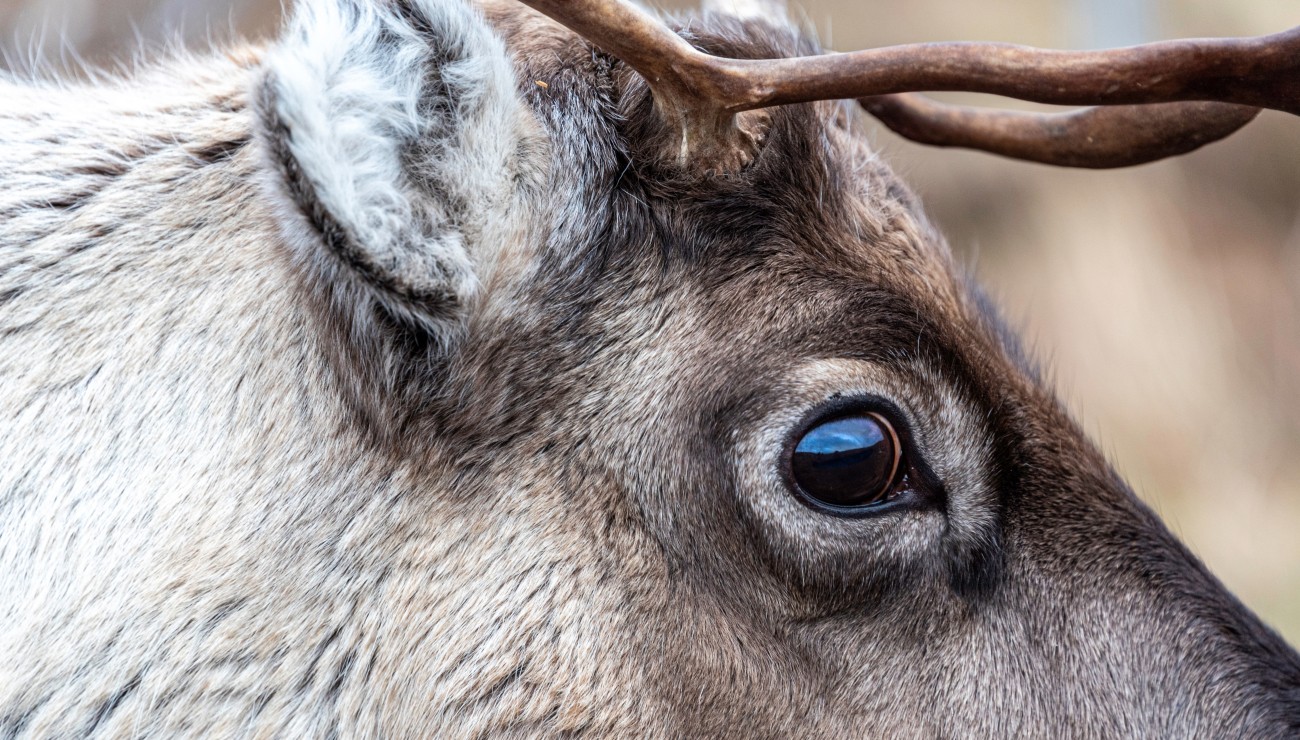 Reindeer's eyes adapt to winter

